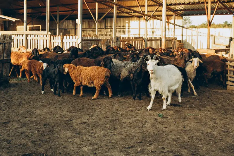 Ferme des Embruns