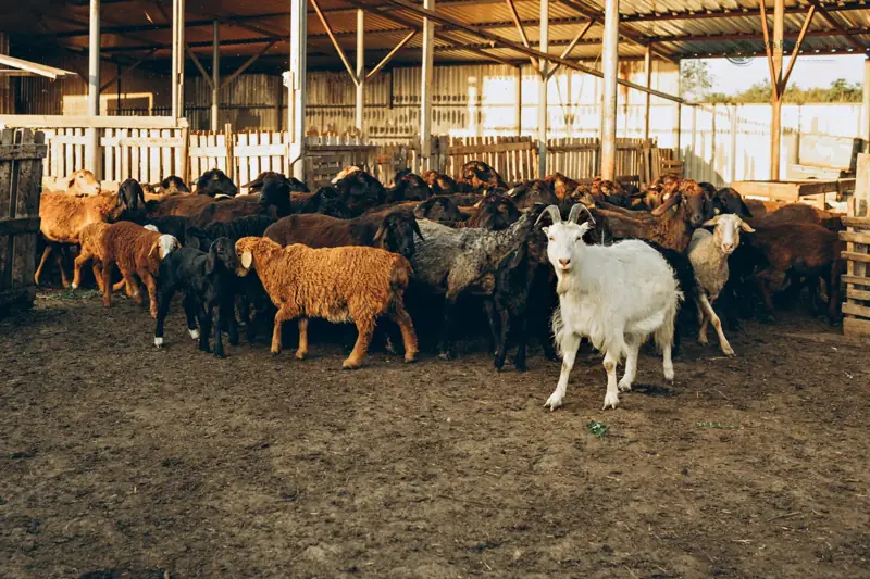 Ferme des Embruns