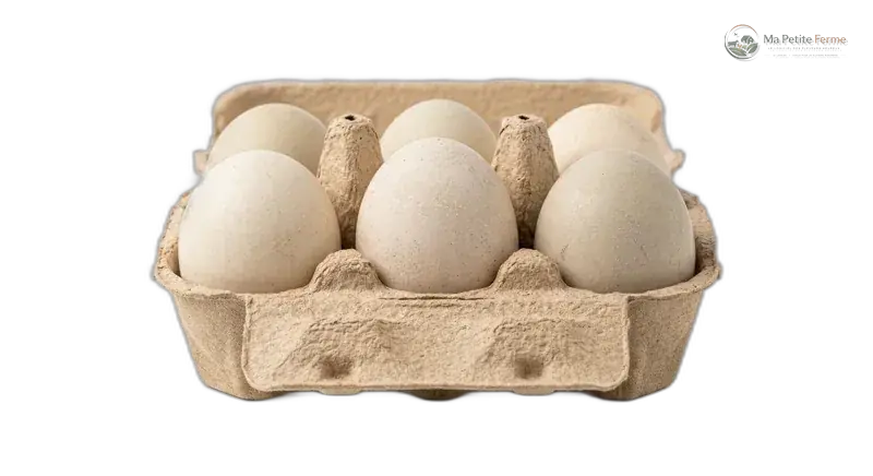 Oeufs de cane